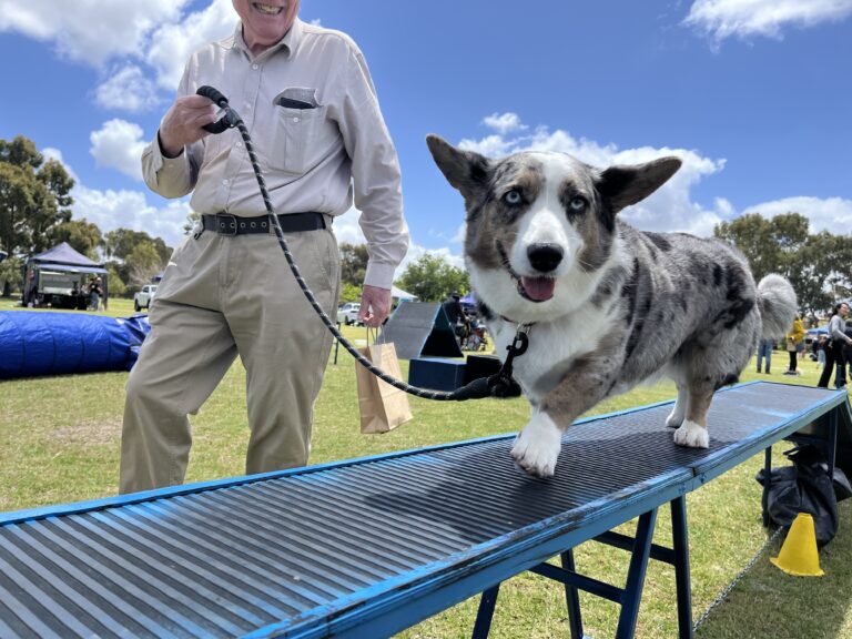 Dog agility training session at an outdoor event with a Border Collie on a ramp.