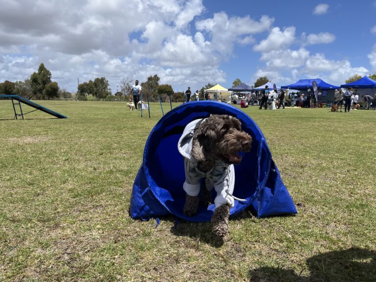 Dog agility tunnel for training and fun at outdoor dog event.