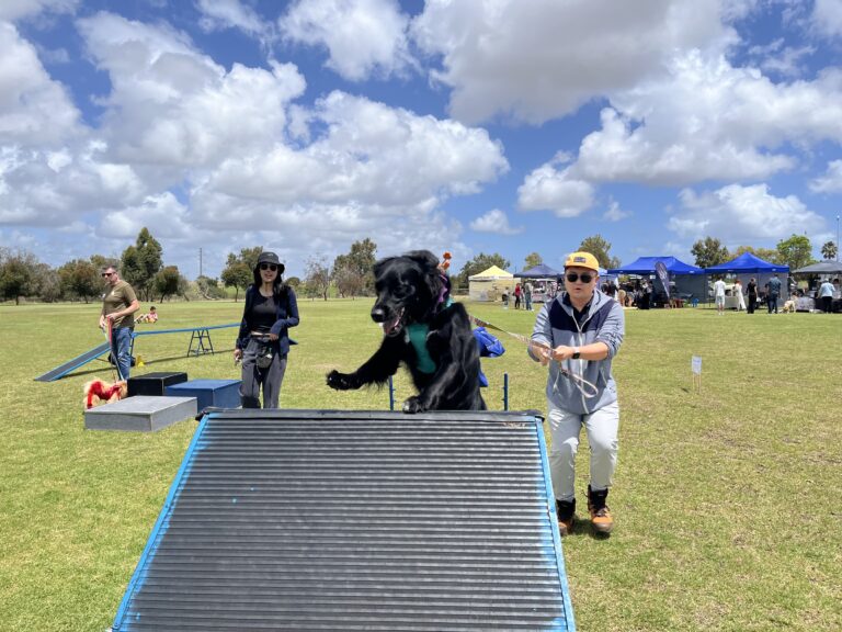 Agile Dogs participating in an outdoor agility competition with a large black dog jumping over a ram.