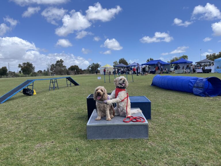 Two dogs participating in an outdoor agility competition on a sunny day.