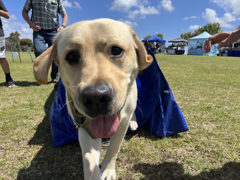 Labrador puppy emerging from agility tunnel during outdoor dog training event.