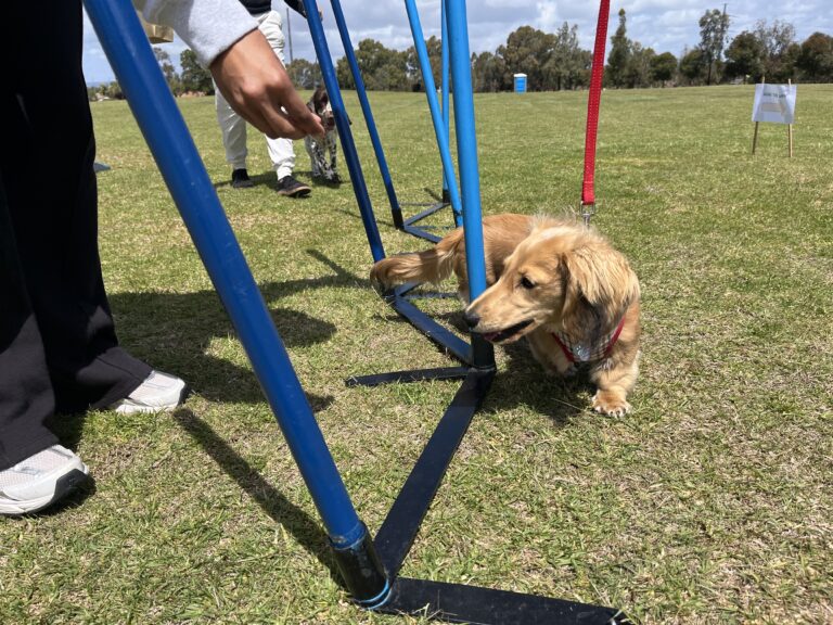 Dog navigating agility training obstacle during outdoor session.