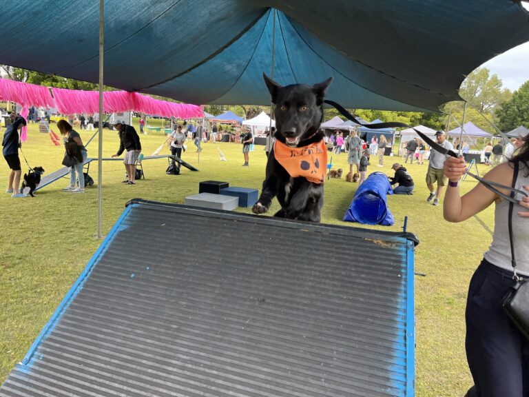 Dog agility training, outdoor event, dog training, agility course, active dogs, canine sports.