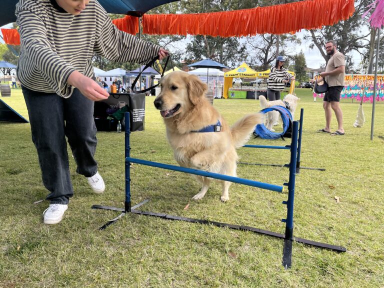 Golden retriever jumping over agility hurdle at outdoor dog event.