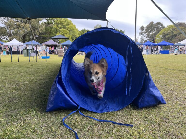 Dog agility tunnel for training and fun.