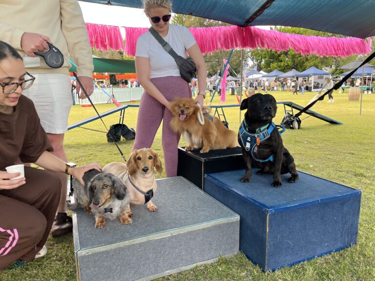 Agile Dogs participating in a dog agility competition at an outdoor event.