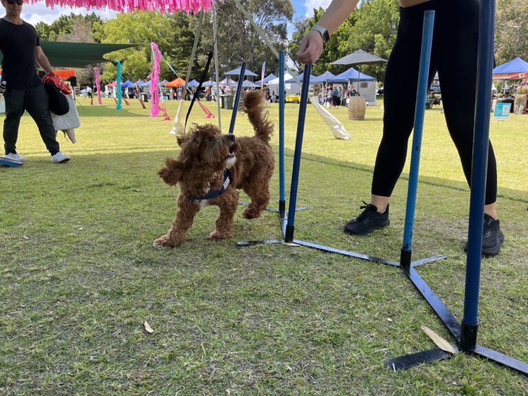 Dog agility training at a community park event.