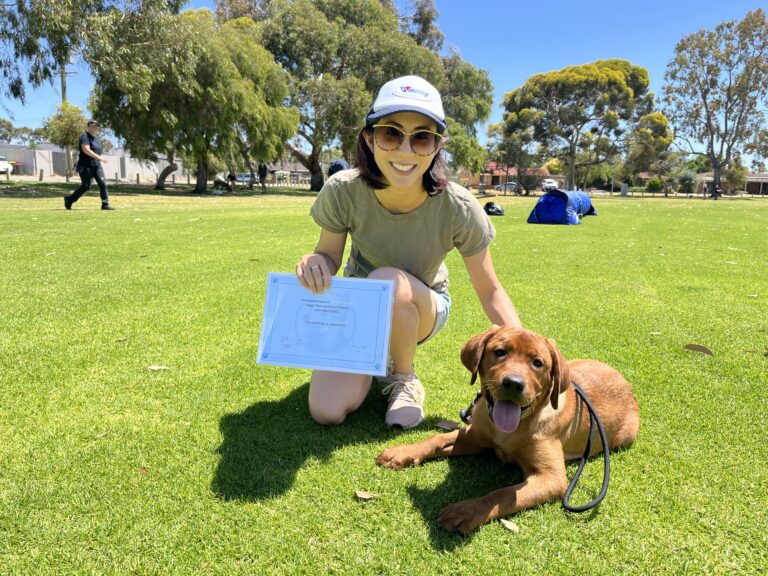 Dog training, agility, and obedience skills in a sunny outdoor setting.
