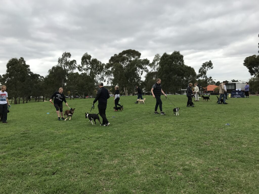 Reactive dog class outdoors with handlers and dogs practicing controlled socialization.