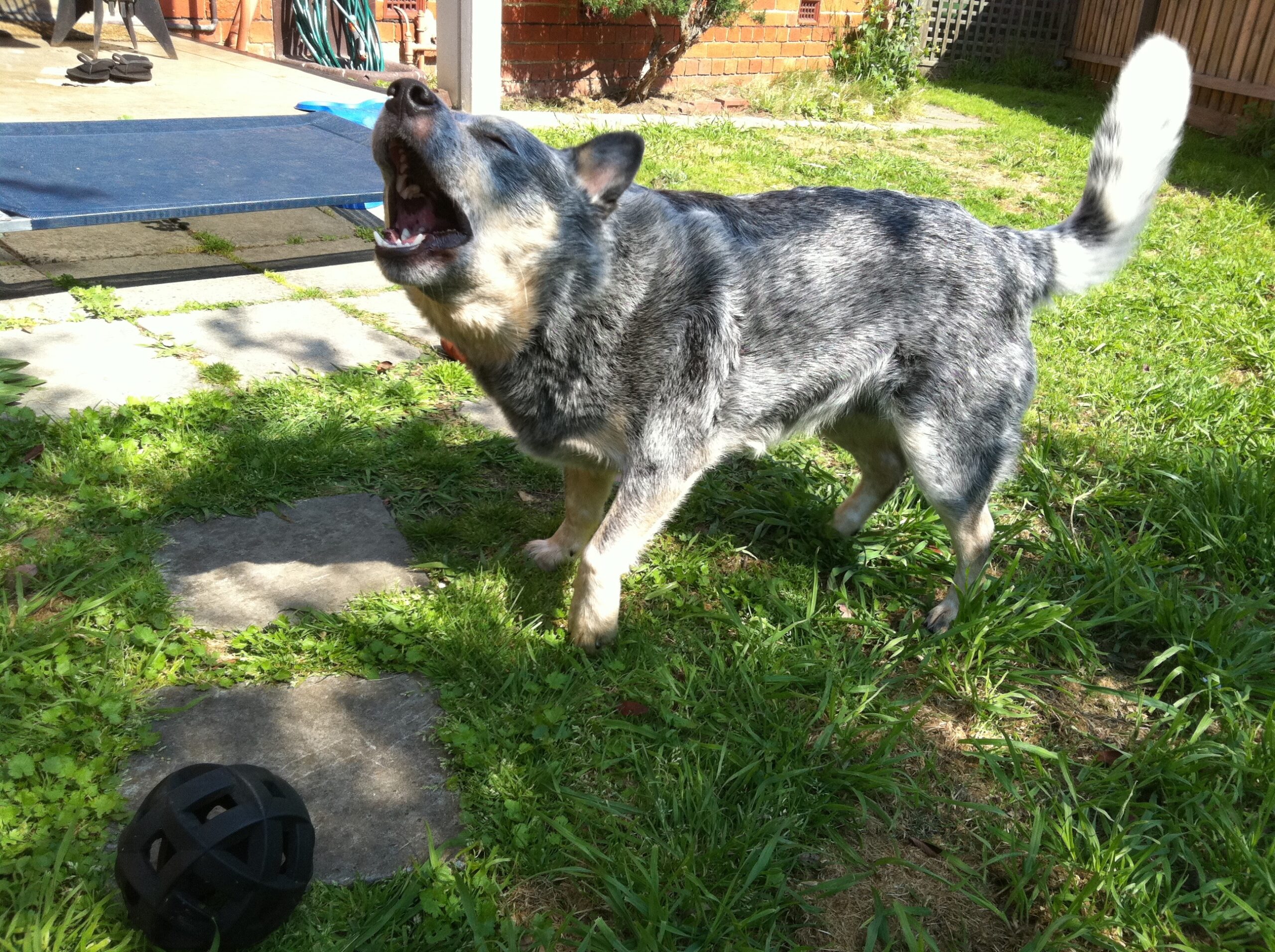 Dog barking and playing outdoors during reactive dog training session.