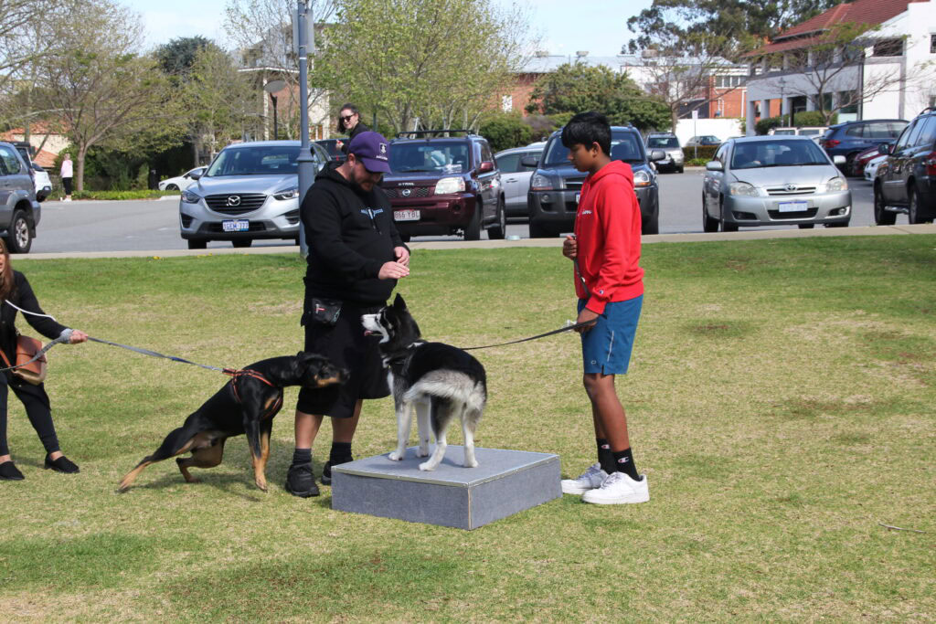 Dog training class for reactive dogs with handlers and trainers outdoors.