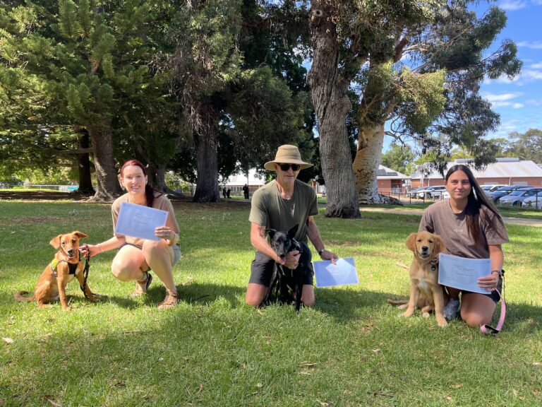 Group of people with dogs during training session in park, Agile Dogs.