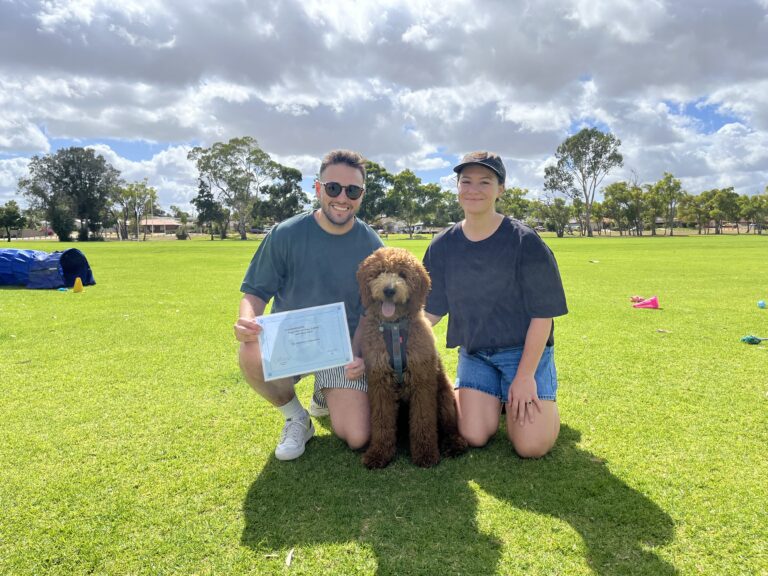 Dog training session outdoors with two trainers and a poodle.